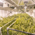 Cannabis Storage Fresh
