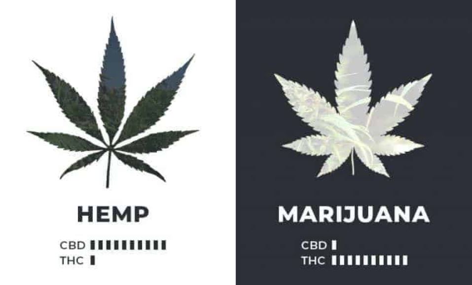 Hemp Vs Marijuana