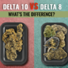 Delta10 vs Delta8