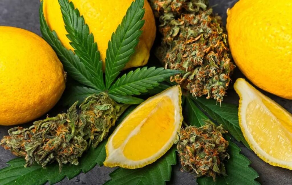 Limonene & CBD: Does It Affect Overall Experience?