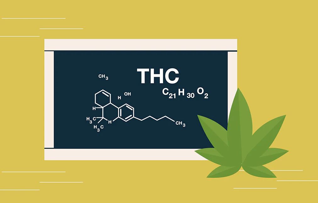 Delta 9-THC: Discovery and Significance