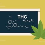 Delta 9 Benefits – The Most Important Cannabinoid