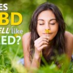 Does CBD Smell Like Weed